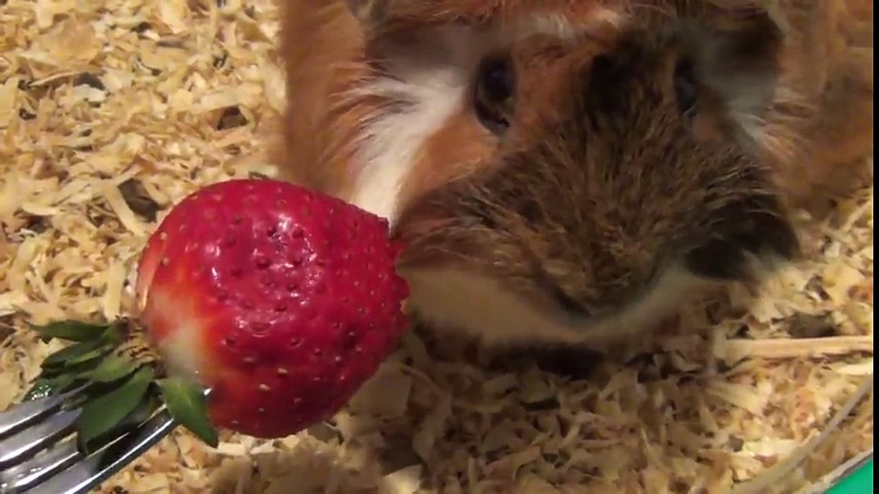 Guinea Pig Eating Strawberry