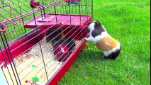 Guinea Pig Male Wants To Mating.... Female Guinea Pigs Want It Too...