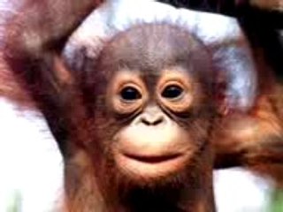 Funny Animal Monkey Happy Birthday To you