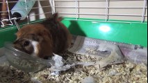 Guinea Pigs Mating Dance, Squeaking Loudly, Attacking, Fighting, Playing