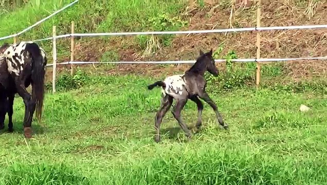 Oréo, poulain appaloosa, au ranch de Moreau à Goyave