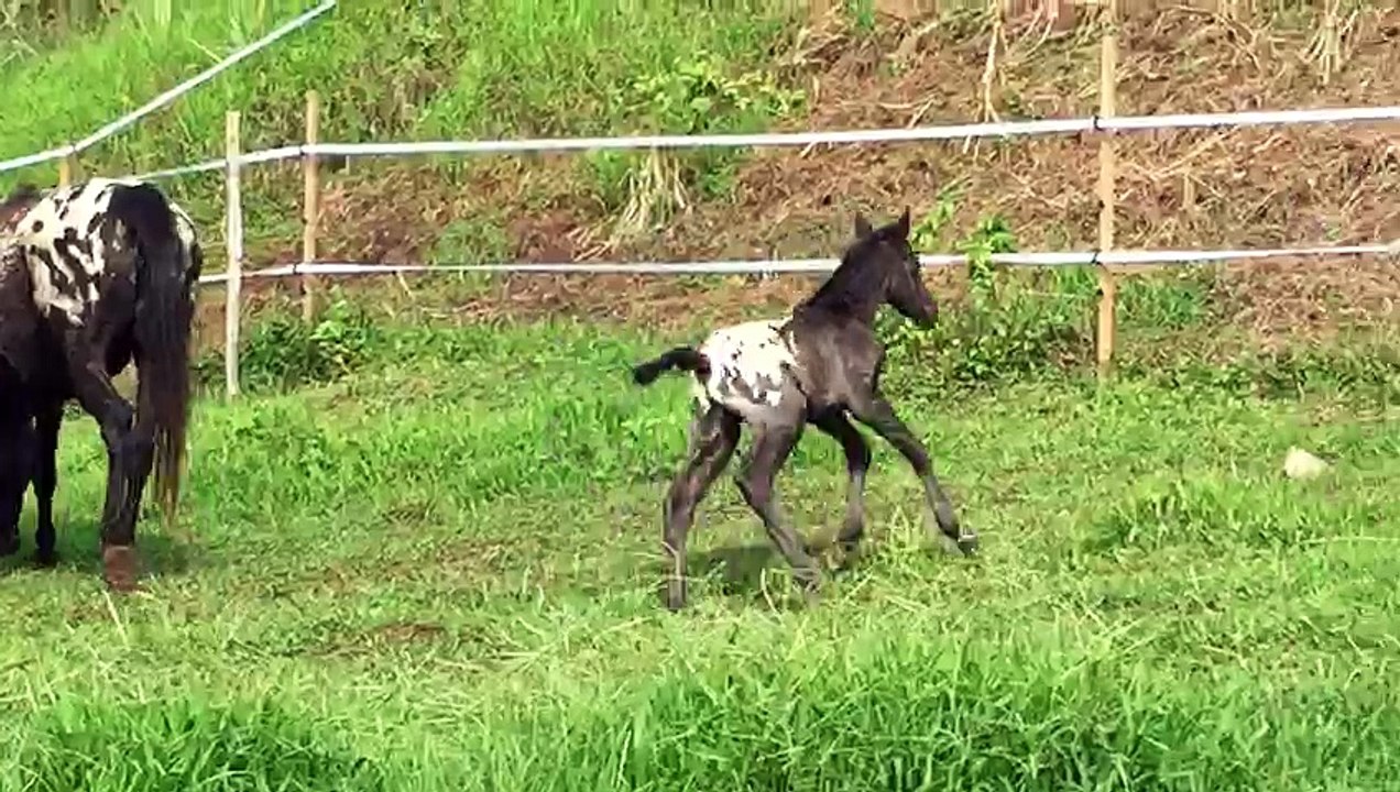 Oréo, poulain appaloosa, au ranch de Moreau à Goyave