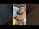 Sleeping Chihuahua Dreams of Food and Nibbles in His Sleep