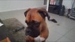 Boxer Dog Subtly Hints She'd Like to Eat Pizza