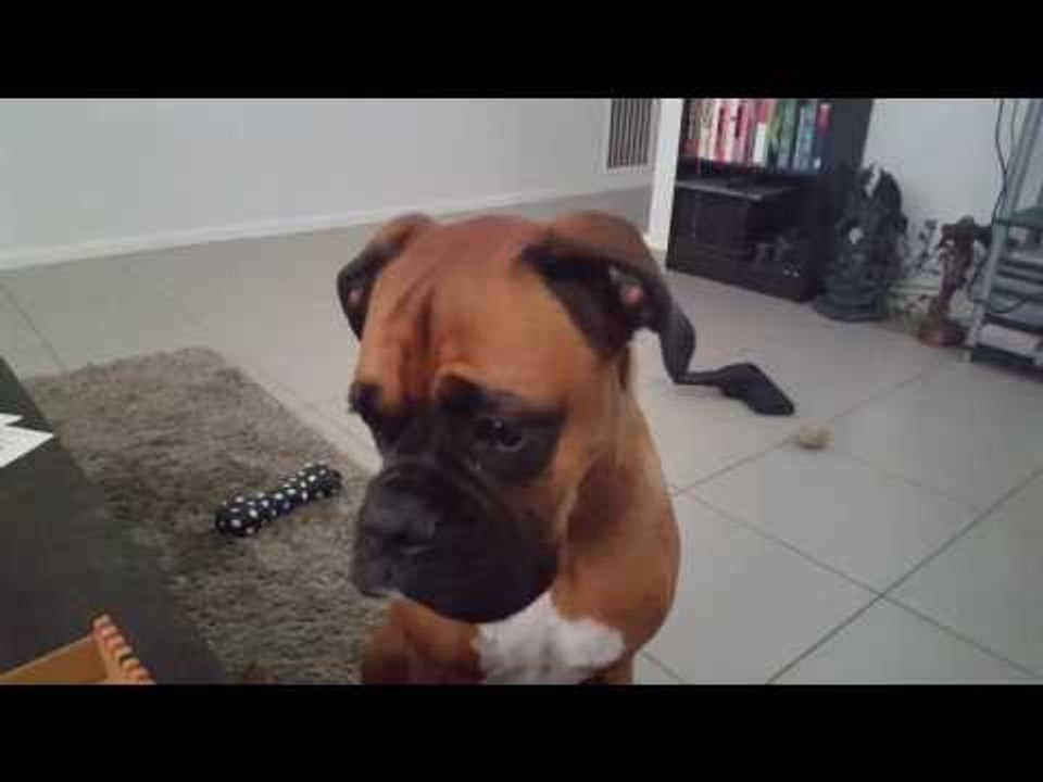 Boxer Dog Subtly Hints She'd Like to Eat Pizza
