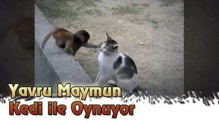Yavru Maymun Kedi ile Oynuyor