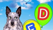 ABC Song Australian Cattle Dog