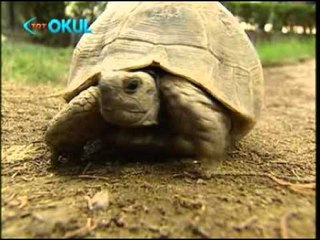 Bir Evde 12 Aralık 2012 Bölüm Tanıtımı - TRT Okul