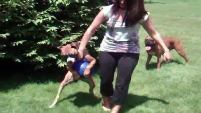 La maîtresse confisque la balle du chien, mais ce que ce dernier fait vous fera mourir de rire !