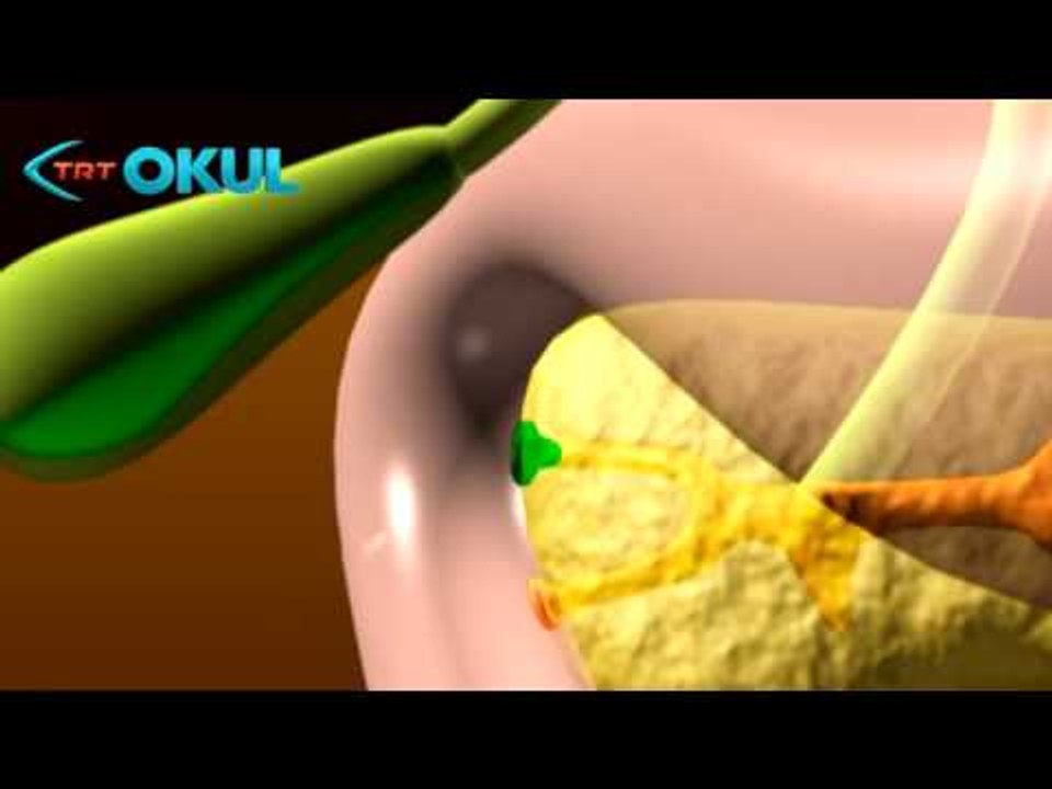 Anatomi Atlası - Mide ve Bağırsaklar - TRT Okul