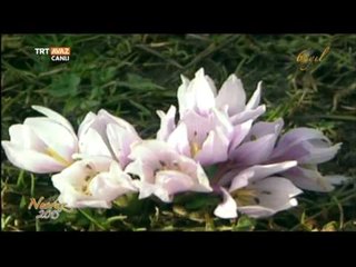 Nevruz Ülkelere Göre Hangi Adlarla Anılıyor? - TRT Avaz