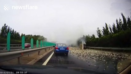 Lorry crash leaves thousands of fish all over motorway