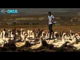 Tarım Gıda Yaşam - Fragman - TRT Okul