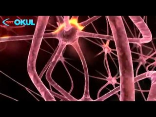 Beynin Sırları - Fragman - TRT Okul