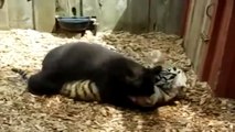 Der Tiger Cub und der Teddybär Spaß beim spielen im Zoo. Lustige Tiere.