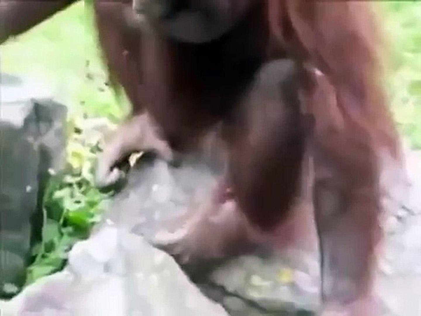 Orangutan saves chick from drowning