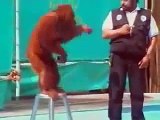 Orangutan slaps man during live show