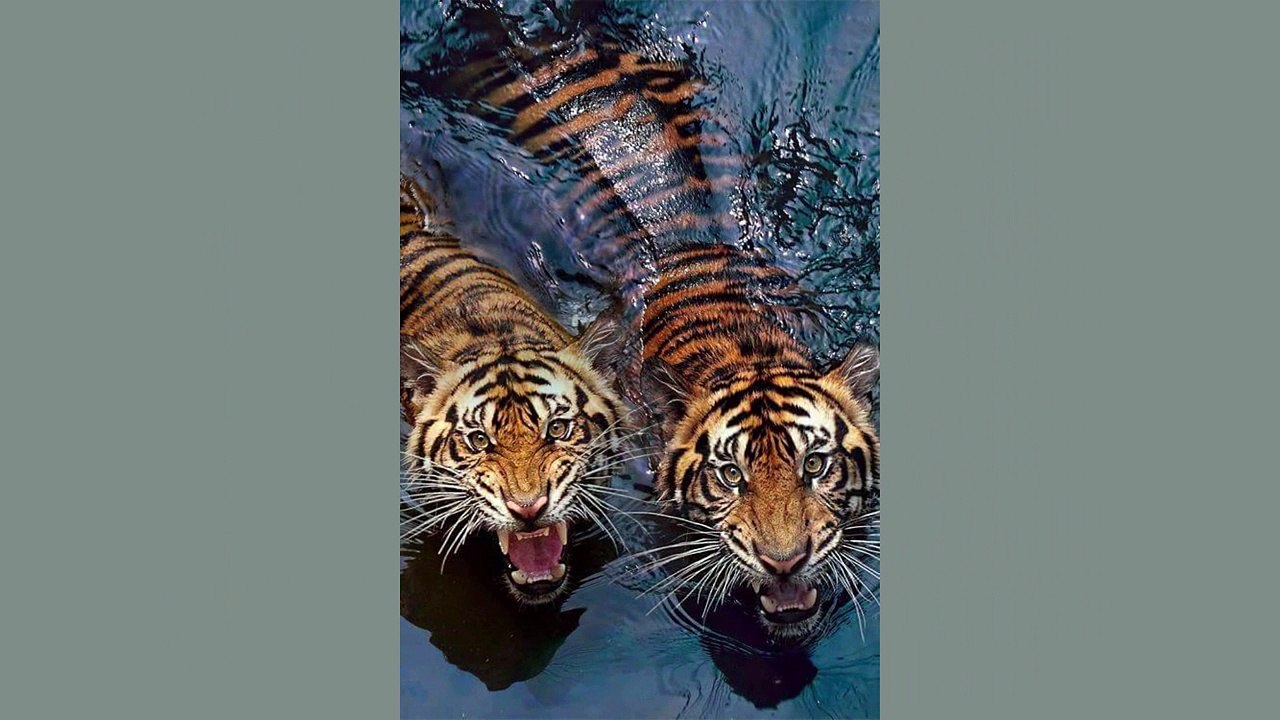 Beautiful Tiger by Robert Cinega █▬█ █ ▀█▀