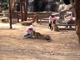 Feeding the tigers at Tiger Temple Kanchanaburi