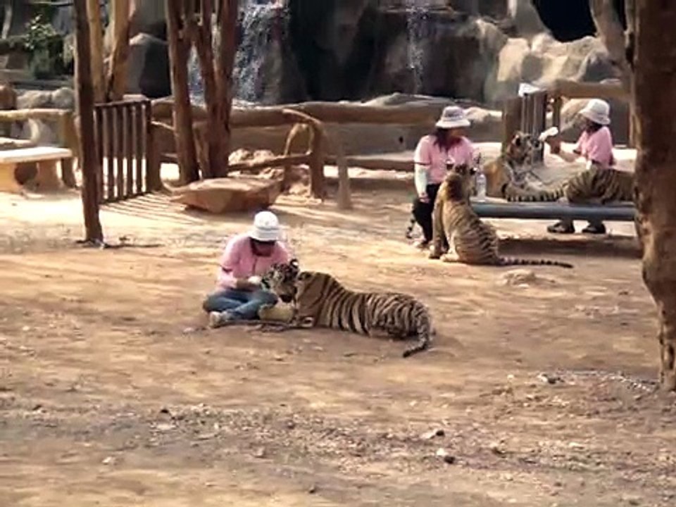 Feeding the tigers at Tiger Temple Kanchanaburi