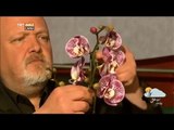 Hangi Özel Günlerde Hangi Çiçekler Hediye Edilmeli? - Yenigün - TRT Avaz