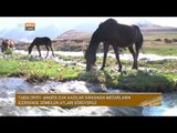 Atlarla Birlikte Gömülmüşler - Kırgız Türkleri'nde Ata Verilen Değer - Devrialem - TRT Avaz