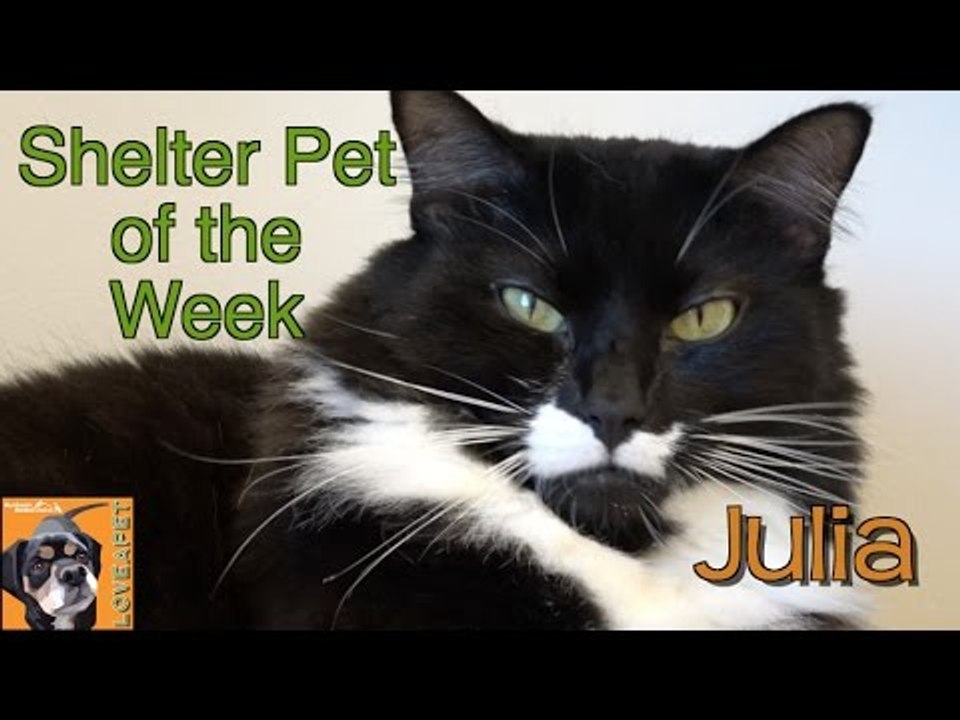 Cute Cat Drinks Water Using Her Paw