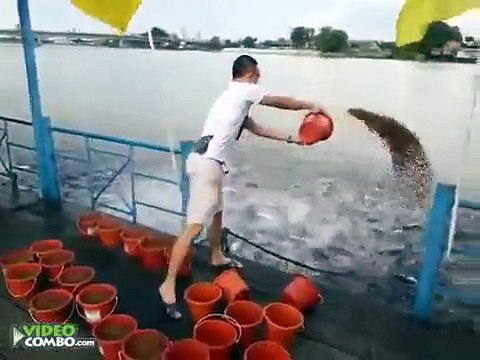 Regardez cette homme nourrir des milliers de poissons affamé... Incroyable