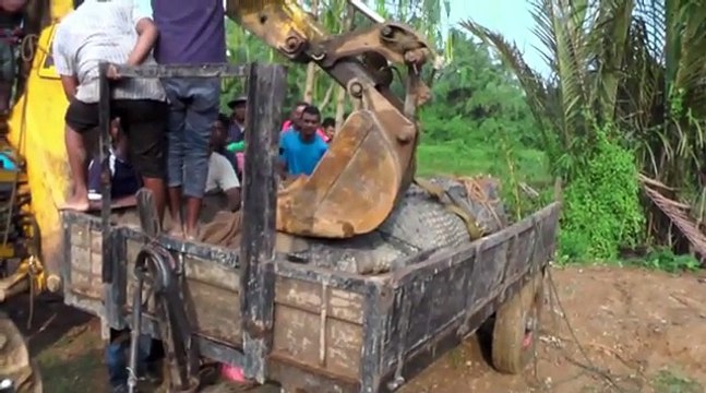 Un crocodile géant de près d'un tonne secouru et remis dans une rivière au Sri Lanka