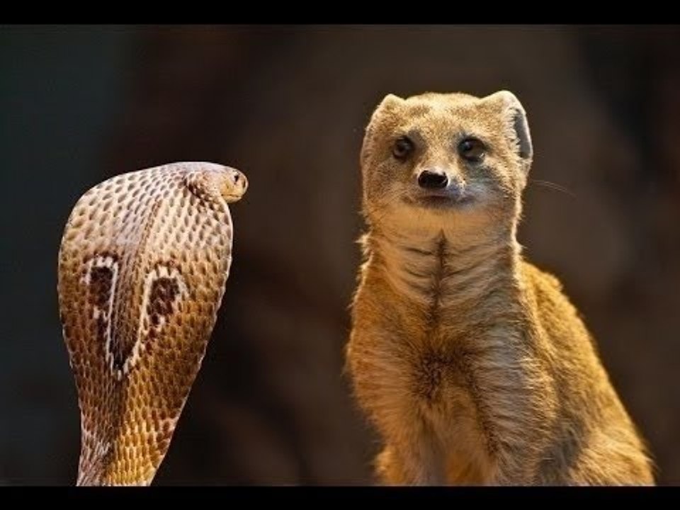 Firavun Faresi ve Kobranın inanılmaz mücadelesi