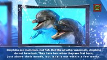 Dolphin Fun Facts Volume 2 | Dolphin Watching Tours Johns Pass FL | http://www.dolphinwatchingtourjohnspass.com