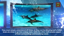 Dolphin Fun Facts Volume 3 | Dolphin Cruises Tampa Bay FL | http://www.dolphinwatchingtourjohnspass.com
