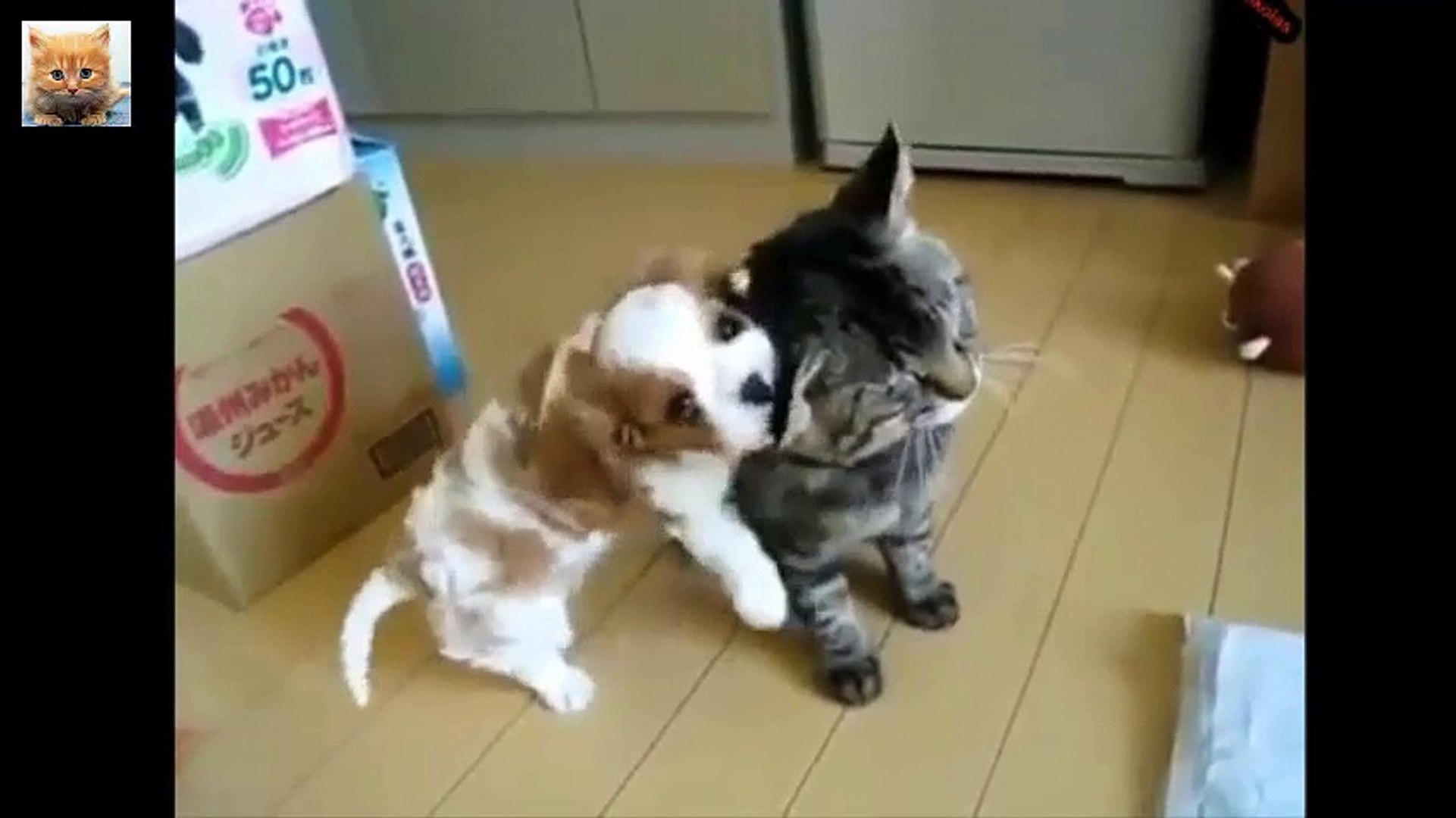 Cat And Dog Friendship