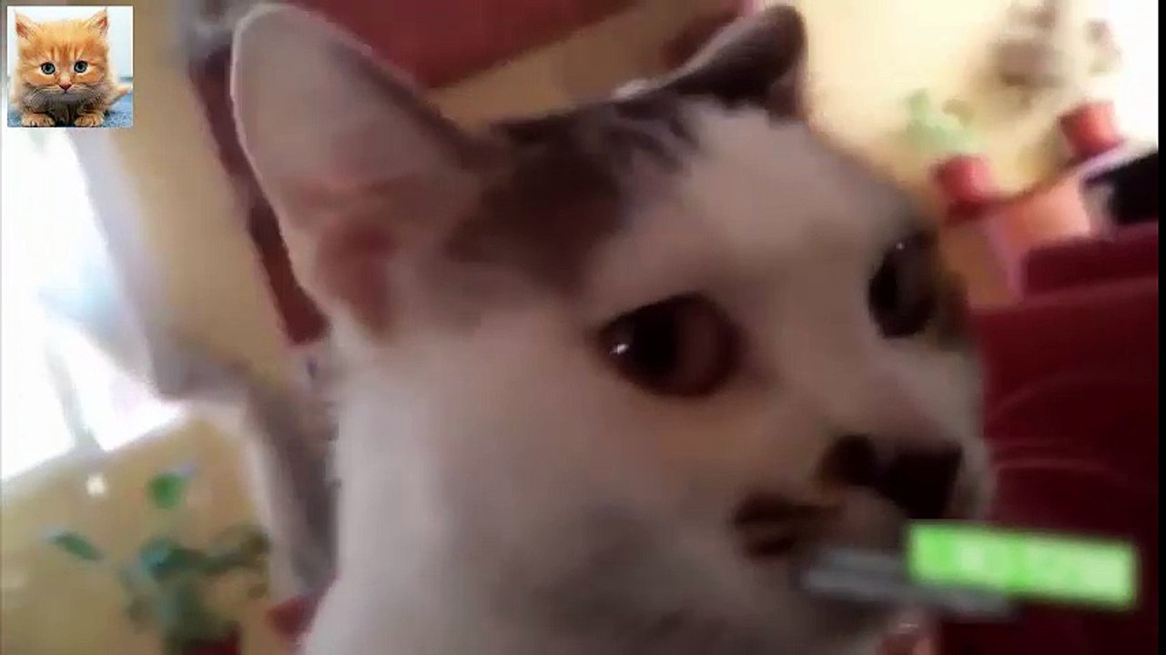 funny cat video