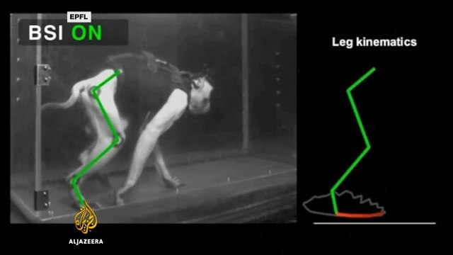 Brain implants allow paralysed monkeys to walk