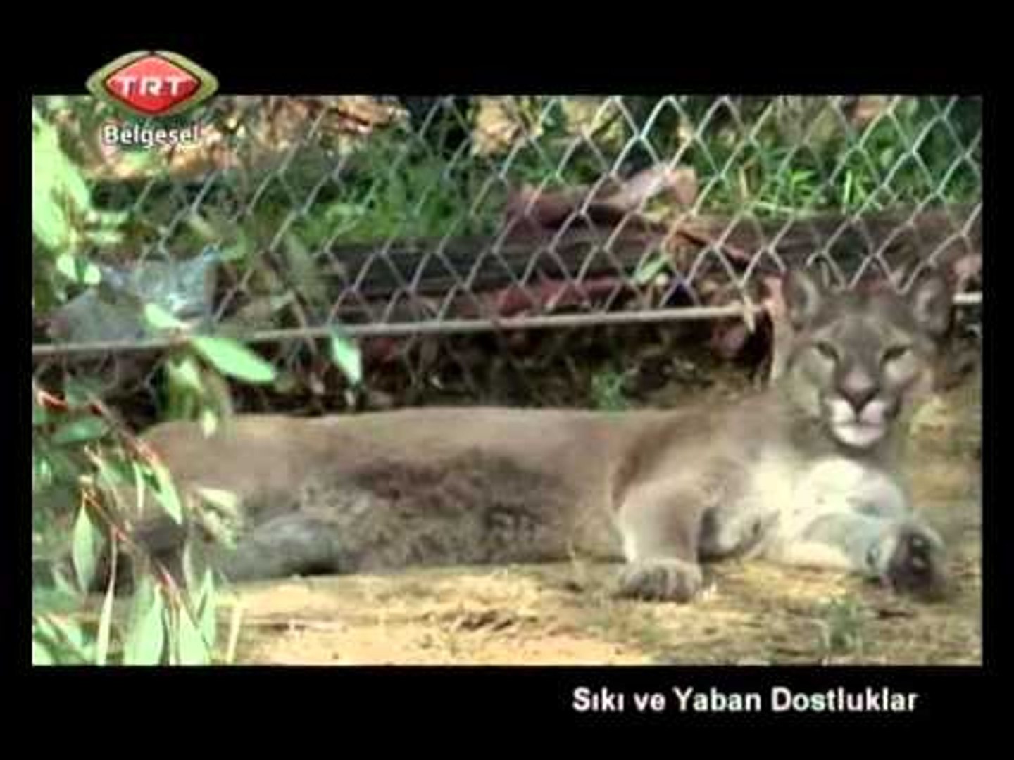 Sıkı ve Yaban Dostluklar