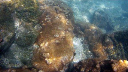 Apneia, mergulho contemplativo, Ubatuba, SP, Brasil, Marcelo Ambrogi, ILha do Prumirim, Litoral Norte, Ilhas e mares,