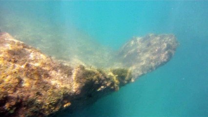 Apneia, mergulho contemplativo, Ubatuba, SP, Brasil, Marcelo Ambrogi, ILha do Prumirim, Litoral Norte, Ilhas e mares,