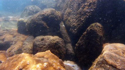 Apneia, mergulho contemplativo, Ubatuba, SP, Brasil, Marcelo Ambrogi, ILha do Prumirim, Litoral Norte, Ilhas e mares,