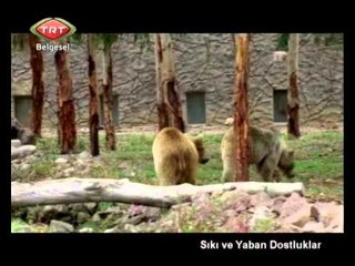 Sıkı ve Yaban Dostluklar 03