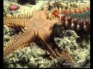Anadolu Mavisi 7 Bölüm TRT Belgesel