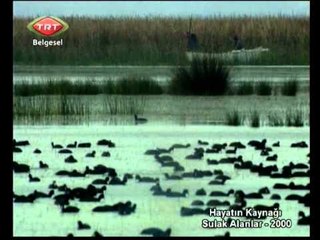 Hayatın Kaynağı Sulak Alanlar 4.Bölüm TRT Belgesel