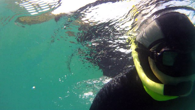 Apneia, mergulho contemplativo, Ubatuba, SP, Brasil, Marcelo Ambrogi, ILha do Prumirim, Litoral Norte, Ilhas e mares,