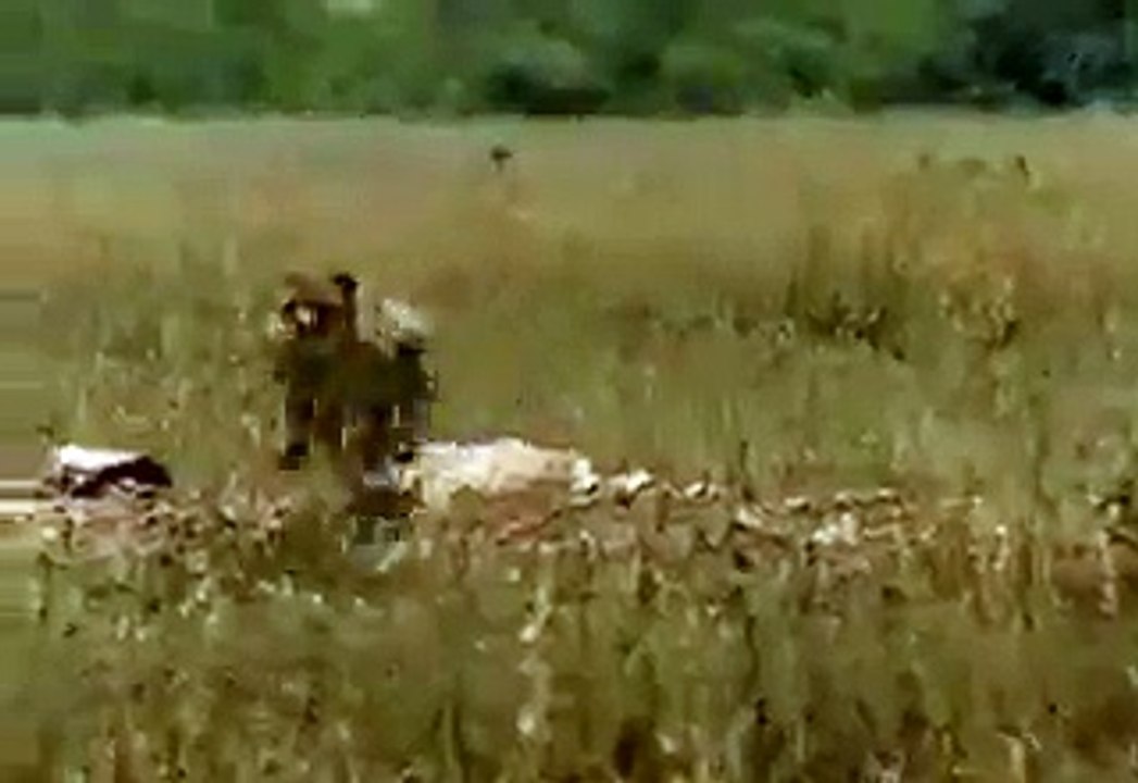 tigers video