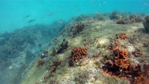 Apneia, mergulho contemplativo, Ubatuba, SP, Brasil, Marcelo Ambrogi, ILha do Prumirim, Litoral Norte, Ilhas e mares,