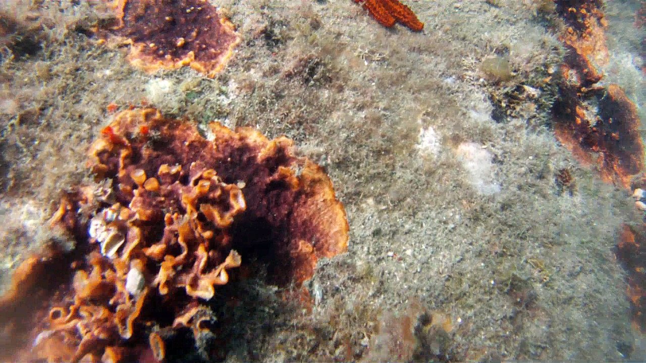 Apneia, mergulho contemplativo, Ubatuba, SP, Brasil, Marcelo Ambrogi, ILha do Prumirim, Litoral Norte, Ilhas e mares,