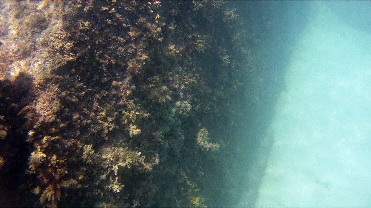 Apneia, mergulho contemplativo, Ubatuba, SP, Brasil, Marcelo Ambrogi, ILha do Prumirim, Litoral Norte, Ilhas e mares,