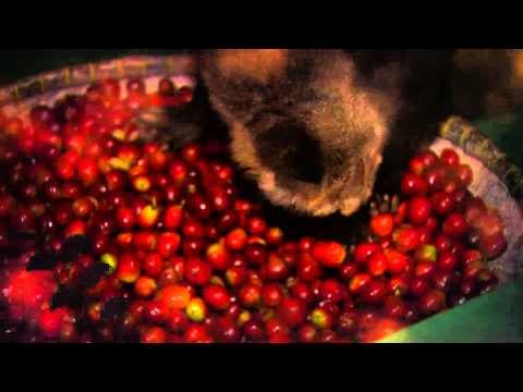 Kahvenin Dünya Serüveni - Fragman | TRT Belgesel