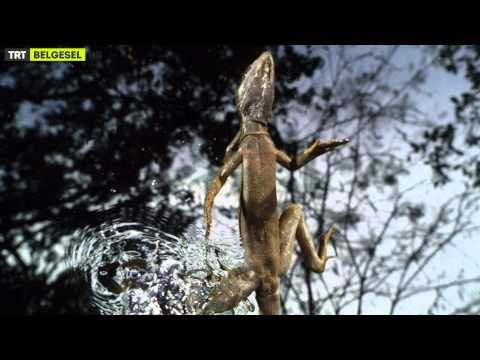 TRT Belgesel Yeni Dönem Tanıtım - Doğa 2