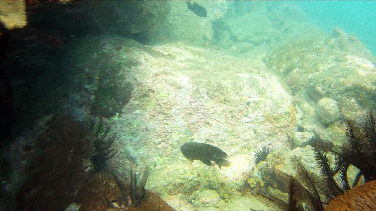 Apneia, mergulho contemplativo, Ubatuba, SP, Brasil, Marcelo Ambrogi, ILha do Prumirim, Litoral Norte, Ilhas e mares,